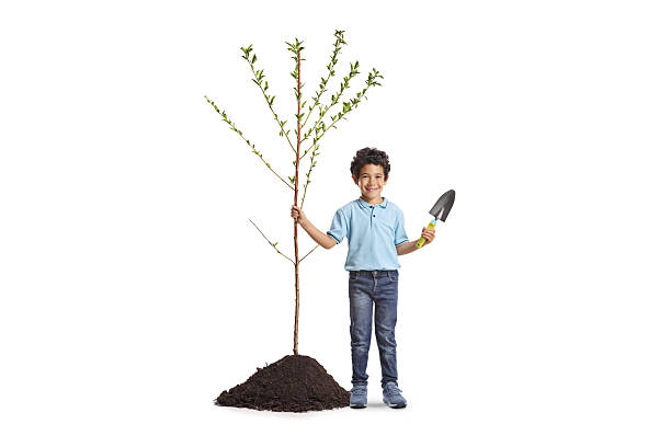 Asian boy holding a tree and a spade, plant a tree and save the earth concept isolated on white background