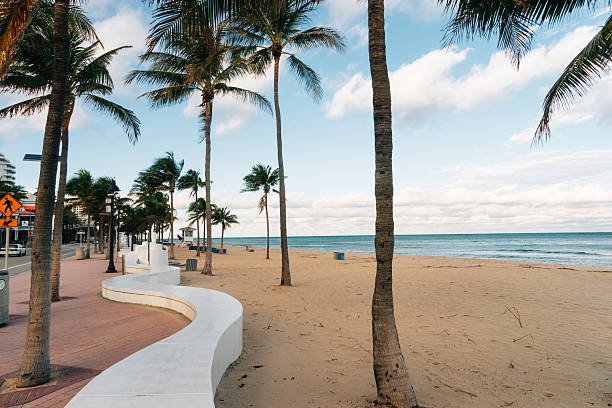 istock Palm trees swaying on Hollywood Beach, Florida 2218636348