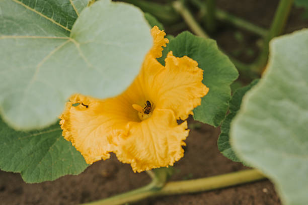 A bee actively pollinating a vibrant pumpkin flower in an organic field, highlighting natural pollination on the bright yellow petals.