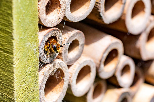 istock Solitary bees nesting in a wooden bee hotel 2218640447
