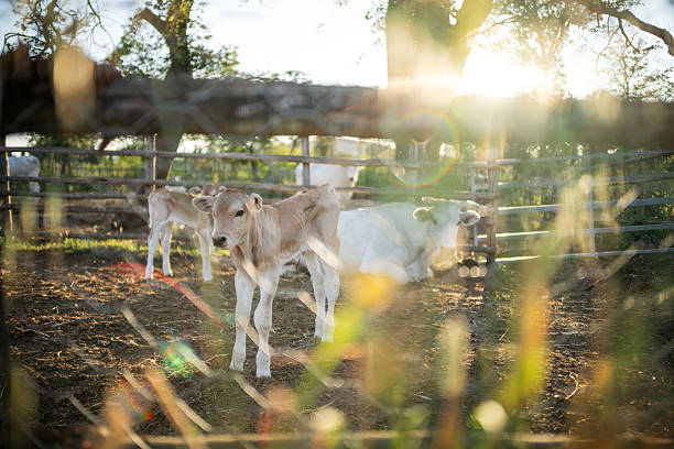 A serene farm scene featuring young calves and adult cows in a rustic enclosure, bathed in the warm glow of the evening sun. The soft light filters through the trees and fences, highlighting the natural beauty and tranquility of rural life.