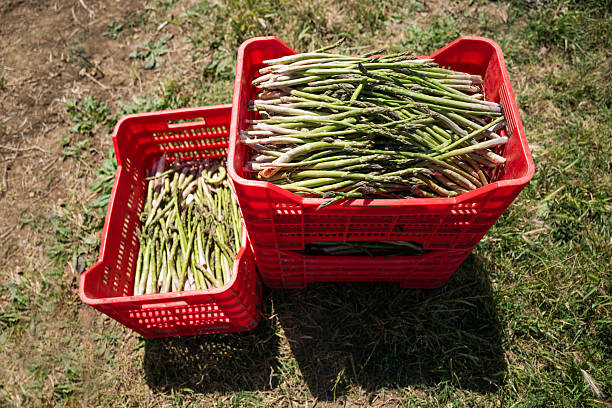 A close-up of two red plastic crates filled with freshly harvested wild asparagus, resting on a sunlit grassy field.