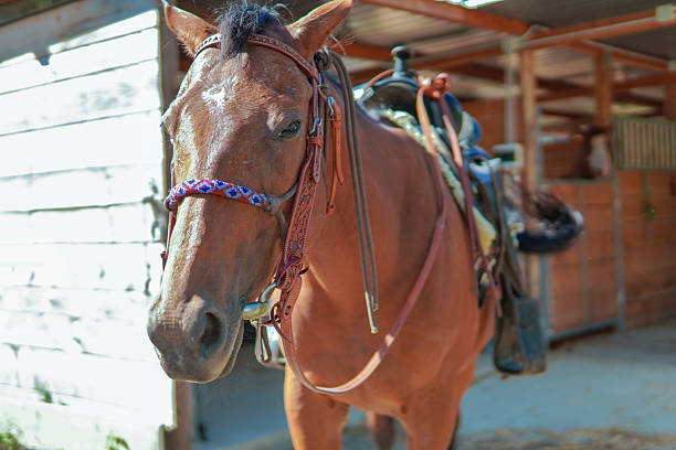 istock Chestnut horse in a stable. 2218643103