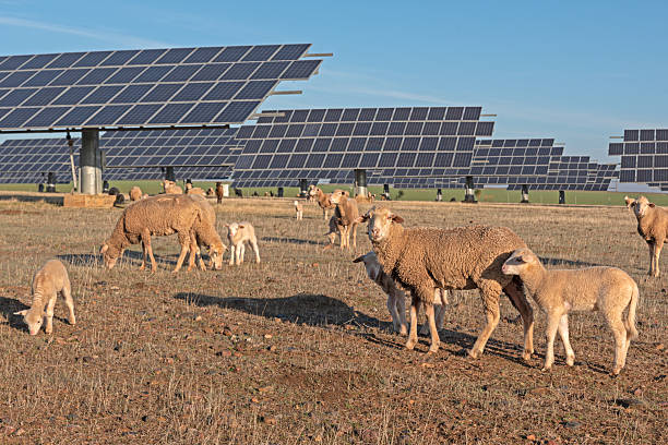 istock Rural harmony, sheep grazing next to solar panels 2218643661