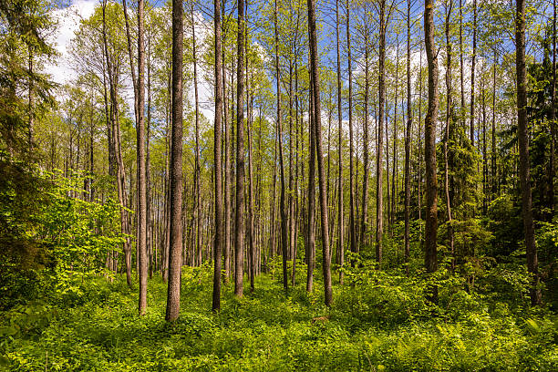 istock Dense green forest with tall, straight trees in Podlasie, Pogorzelce. 2218644665