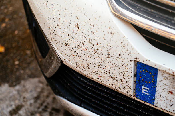 istock Mosquitoes on the front of a car 2218645294
