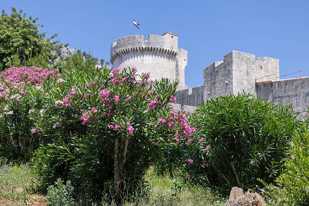 Minceta, fortified tower on City Walls surrounding the mediaval old city by Adriatic Sea, Dubrovnik, Croatia Dubrovnik, Croatia - June 27, 2023: Minceta, fortified tower on City Walls surrounding the mediaval old city by Adriatic Sea. Old Town with historical center is known as pearl of Dalmatia fort minceta dubrovnik stock pictures, royalty-free photos & images