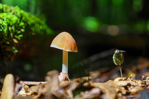 istock A vibrant mushroom with an orange cap and a light stem grows on the forest floor among fallen leaves, creating a close-up of forest flora. This image emphasizes the fragility and color palette of nature, ideal for themes of forest, ecosystem, and biodiver 2218646860