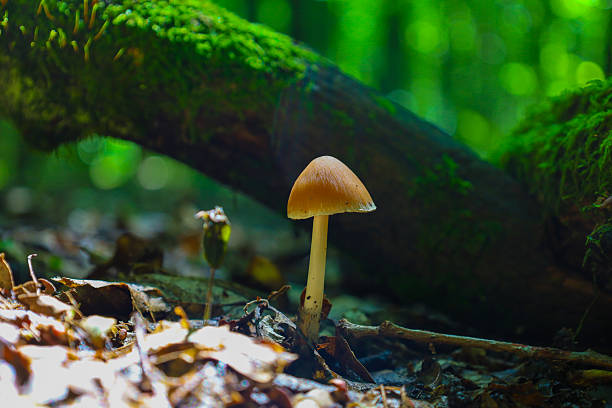 A squat mushroom with a wide cap and a light stem grows on the forest floor among fallen leaves and roots, creating an atmospheric macro shot of the forest ecosystem. The image emphasizes the mystery and biodiversity of wildlife.