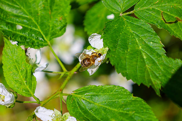 A working bee collects nectar from a delicate white flower surrounded by bright green leaves, illustrating the importance of pollination and biodiversity. This image highlights the harmony of nature and the life cycle of plants and insects.