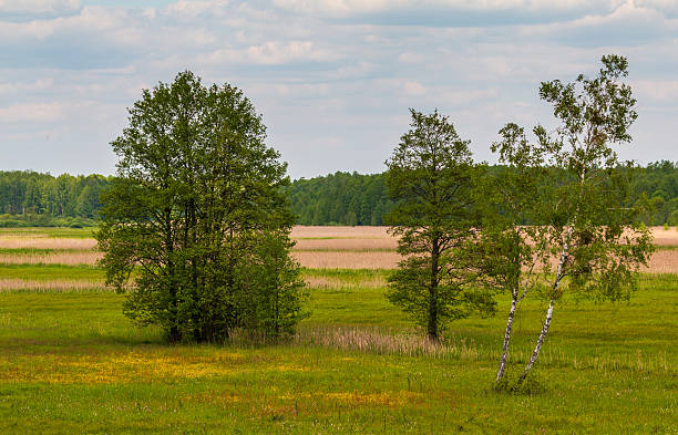 istock Spring Forest and Meadow in Bialowieza Forest, Poland. 2218648083