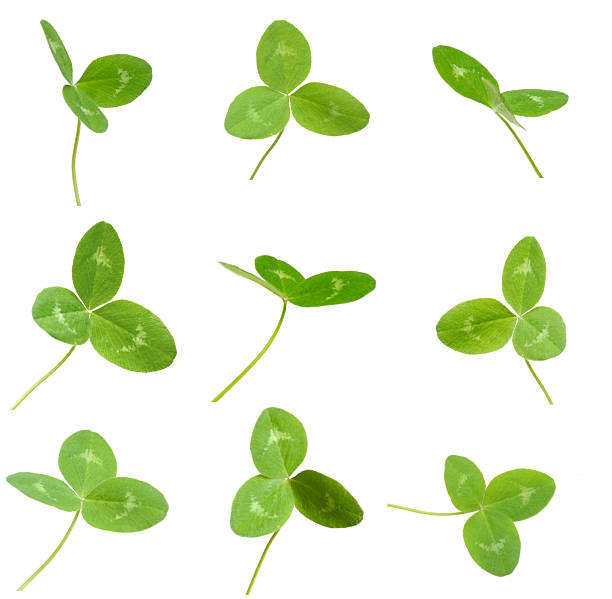 istock Foliage of green clover leaves 2218649432