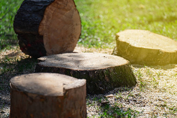 istock Freshly cut tree stump with wood chunks nearby, showcasing recent tree removal and raw timber pieces 2218649515