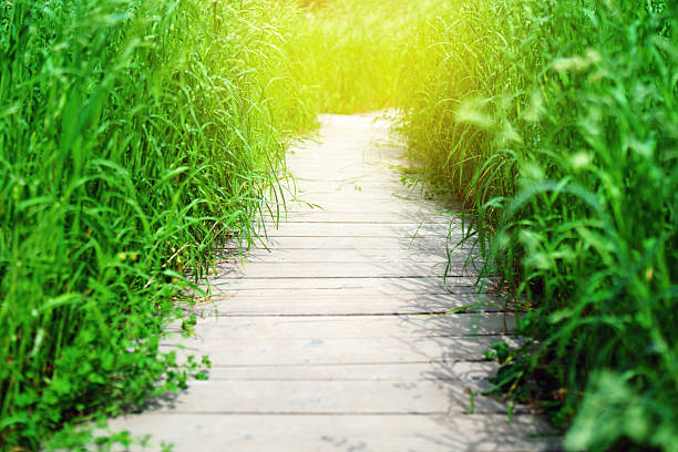 istock Wooden pathway through tall grass with a sun flare ahead, creating a magical and serene natural scene 2218649524