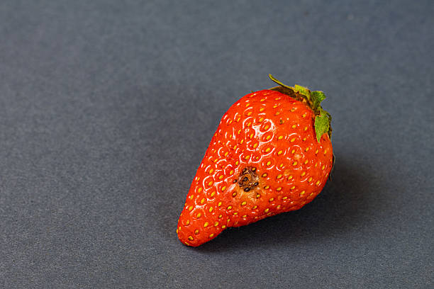 ripe red strawberry with yellow seeds, featuring a small rotten spot on its surface, contrast and conveys symbolic themes of imperfection, decay, food spoilage, and hidden flaws.