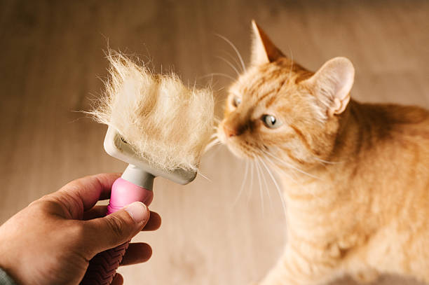 A brush with cat hair next to a ginger cat