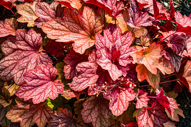 The colors and textures of coral bells plants in a Cape Cod garden.