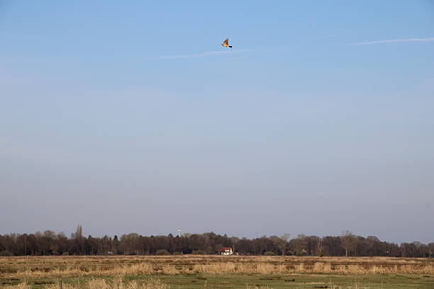 istock Eurasian skylark (Alauda arvensis, Feldlerche) in flight 2218652414