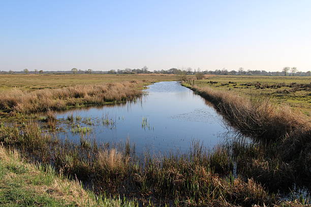 istock Wetlands in northern Germany in springtime 2218652501