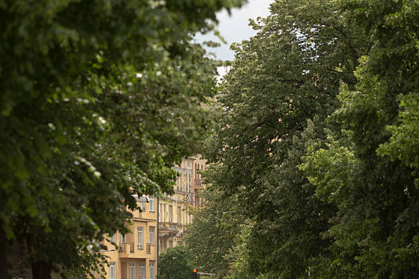 istock A beautiful Street View Enveloped by Trees within an Urban Environment 2218653192