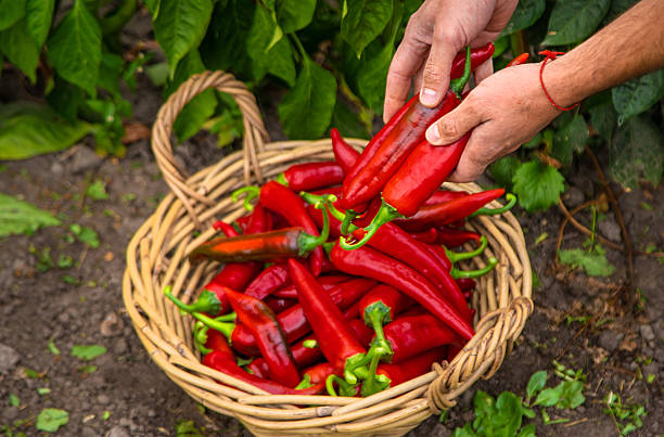 istock Farmer harvesting chili peppers in garden. Selective focus. 2218653299