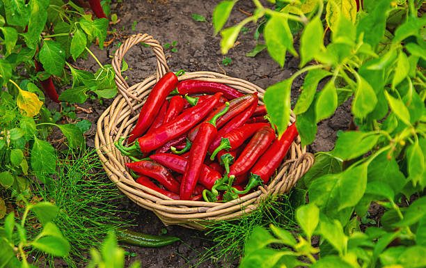 istock Chili pepper harvest in the garden. Selective focus. 2218653302