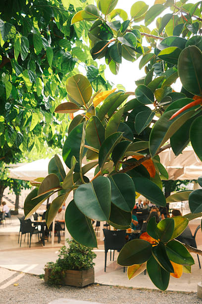 Vibrant green leaves of a ficus plant dominate the foreground, framing a blurred view of patrons enjoying a meal at an outdoor cafe