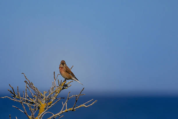 male common linnet close up (Linaria cannabina)