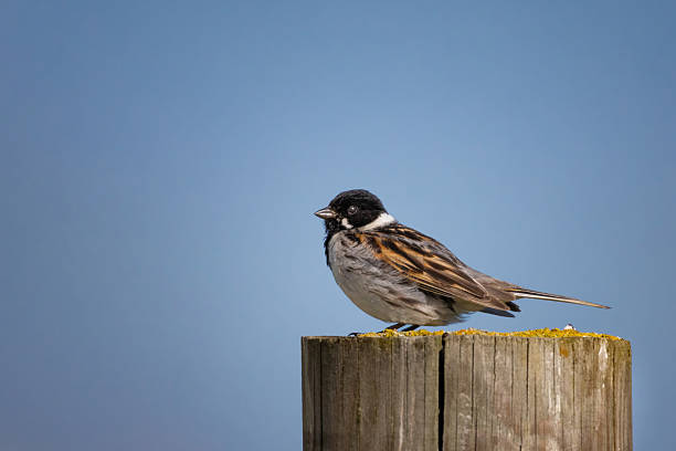istock Wildlife shot of Common Reed Bunting 2218656401