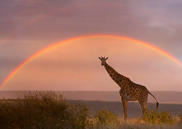 Kenya Maasai Mara,  giraffe on savanah with rainbow