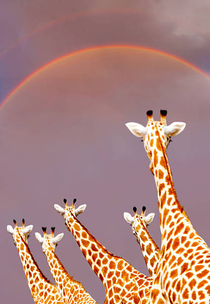 Giraffes and air balloon against a sunset background. African blurred background