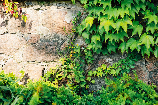 Lush green ivy covers a rugged stone wall under bright daylight creating a vibrant garden atmosphere that invites tranquility.