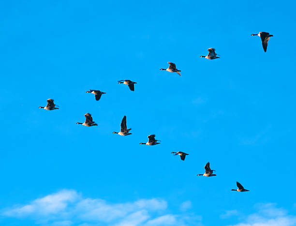 USA Montana , a flock of migrating Canada Geese mid day