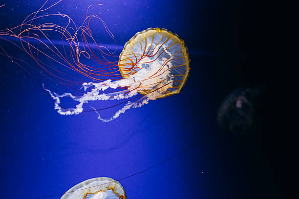 istock Jellyfish gliding gracefully in a deep blue ocean exhibit at an aquarium 2218659949