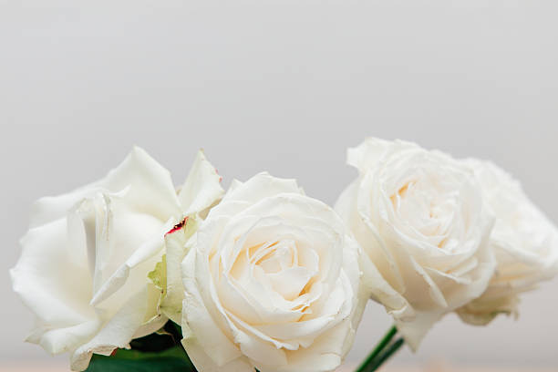 istock Beautiful white roses arranged elegantly in a simple setting for a serene ambiance 2218660060