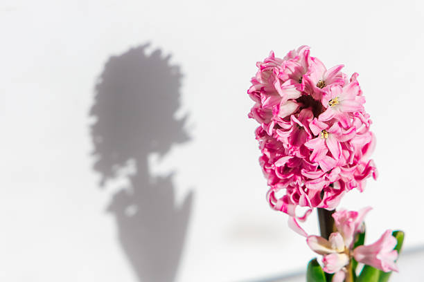 A vibrant pink hyacinth flower stands tall its shadow creating a delicate silhouette on a white background.