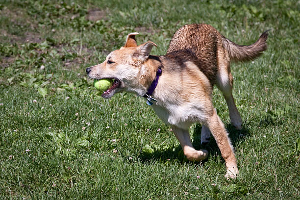 Three quarter front view of brown and white medium size mixed breed dog running with yellow tennis ball in mouth.