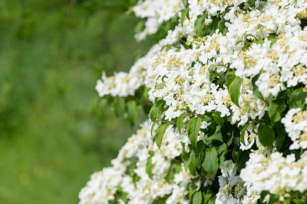 Close up of cranberry bush viburnum (viburnum trilobum) flowers in bloom