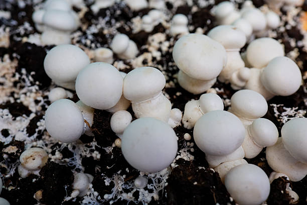istock White Mushrooms Growing in Soil and Mycelium 2218663027