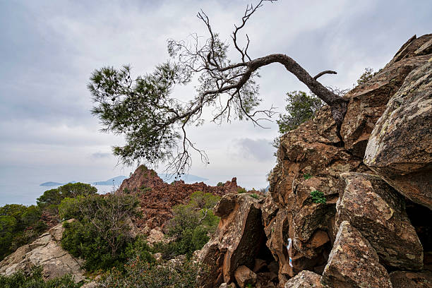 A gnarled tree juts out horizontally from fractured volcanic rock on Kameno Vouno, overlooking rugged terrain and distant islands.