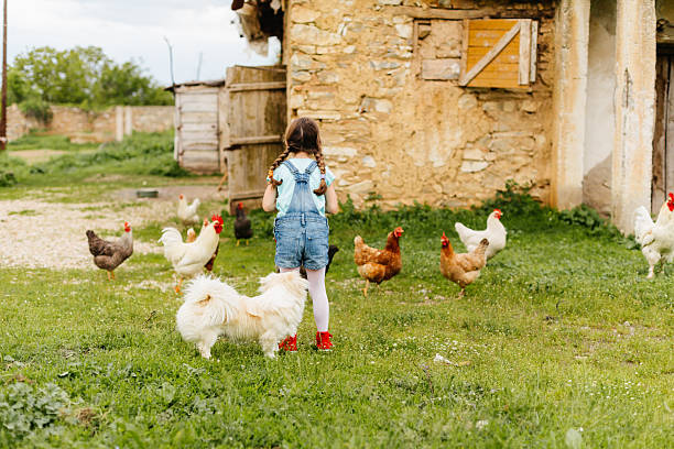 istock Little girl feeding the chickens 2218663520