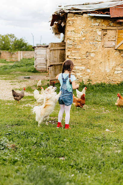 istock Little girl feeding the chickens 2218663544
