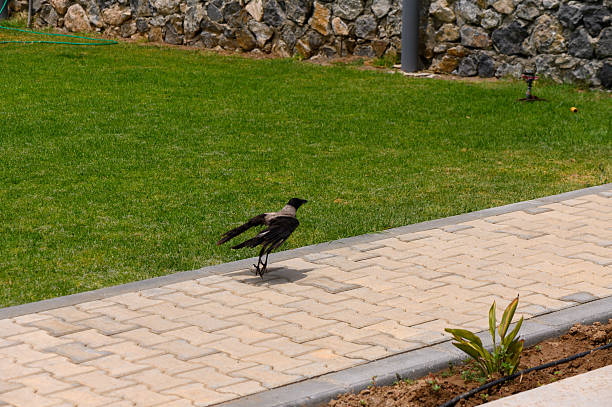 A juvenile crow standing alone on a walking path surrounded by nature.