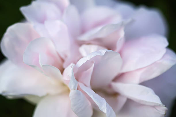 Beautiful romantic rose flowers growing outdoors.