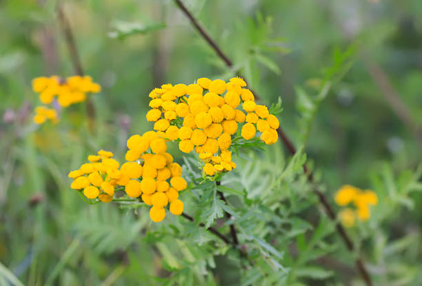Yellow flowers of common tansy.