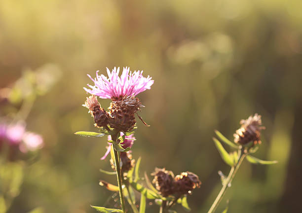 Beauty in nature. Thistle plants.