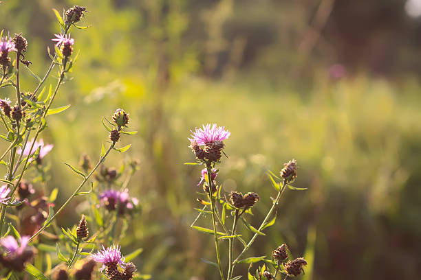 Beauty in nature. Thistle plants.