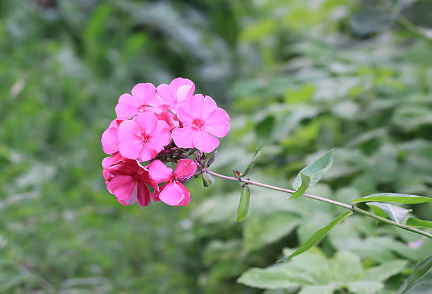 Flowers in the countryside at summer.