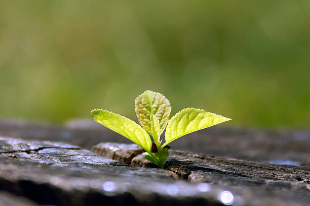 istock New life borning 2218665812
