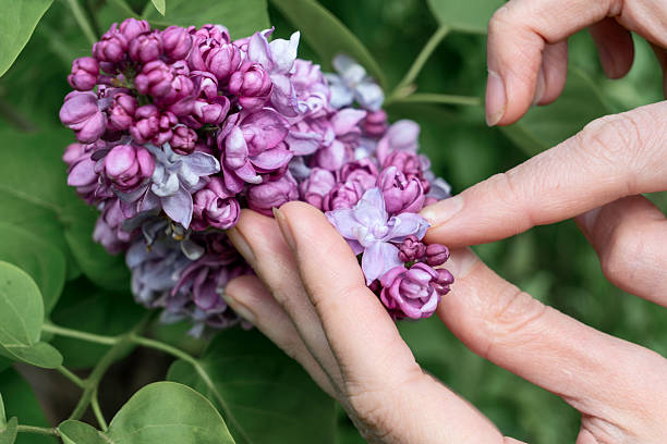 istock A beautiful cluster of purple lilacs in a young woman's hand. Capturing nature's elegance and the essence of spring in blooming flowers. 2218666607